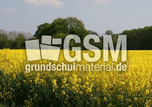 Rapsfeld_3044.jpg